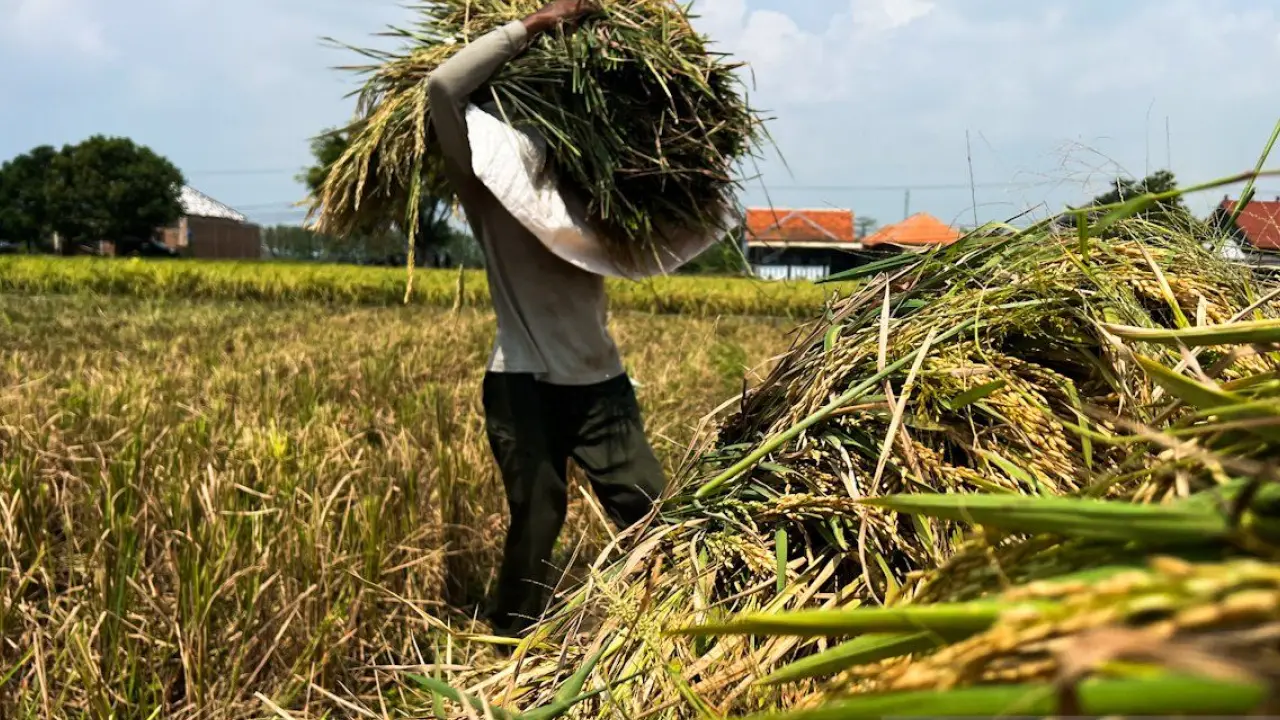 HPP Gabah Rp6.500 per Kg Tingkatkan Semangat Petani Cirebon | Nasional