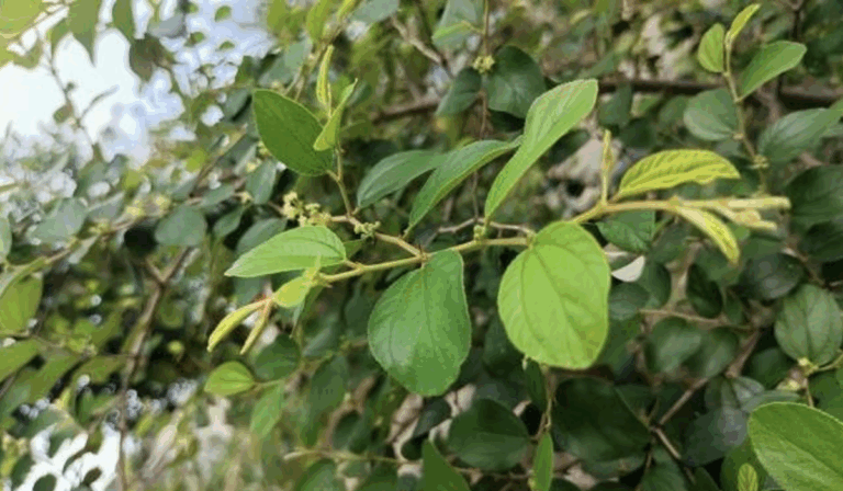 Ekstrak Daun Bidara CD81 Membunuh Sel Kanker TNBC