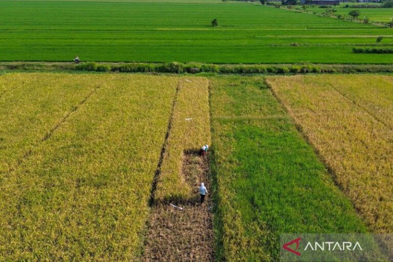 Rayakan Hari Tani Nasional 24 September 2025 dengan Cara Ini