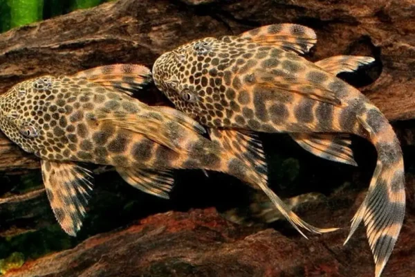 Ikan sapu sapu di sungai perkotaan kini jadi sorotan, dari ancaman ekosistem hingga peluang pangan alternatif | ikan sapu sapu