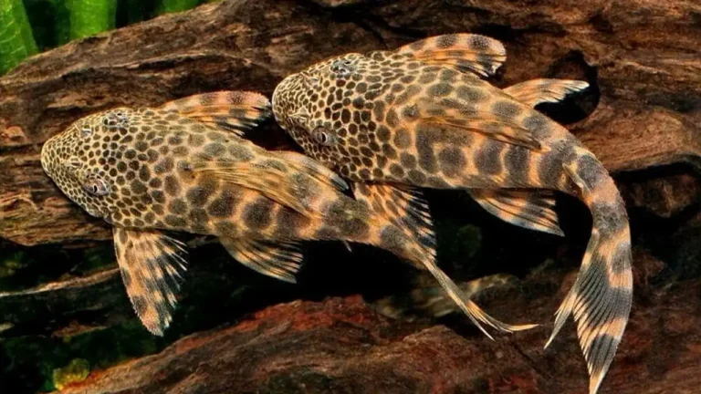 Ikan sapu sapu di sungai perkotaan kini jadi sorotan, dari ancaman ekosistem hingga peluang pangan alternatif | Hiburan