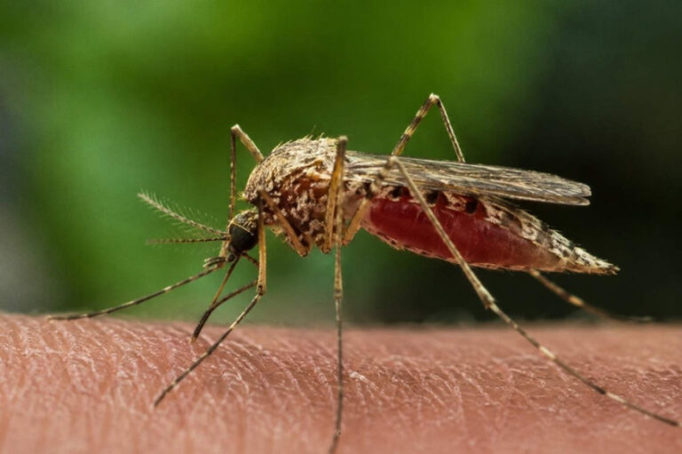 Kewaspadaan Malaria Monyet Naik, Sudah Menyebar di Aceh